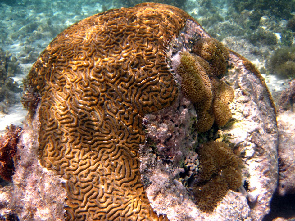 Bleaching of a Brain Coral