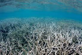 Coral Bleaching