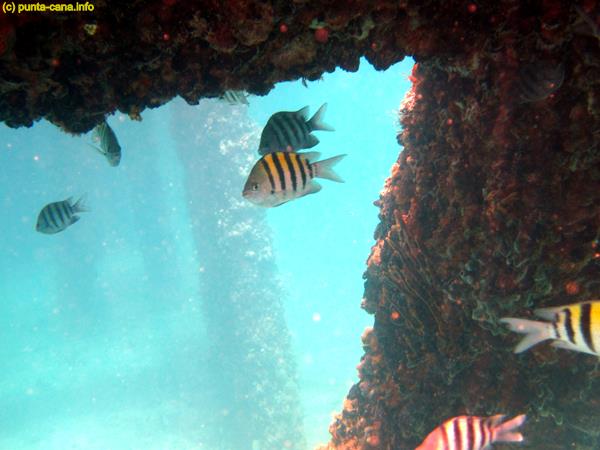 Snorkel Excursion Punta Cana 3