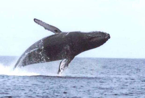 Jumping Whale