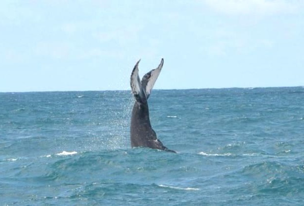 Tail Swinging Whale